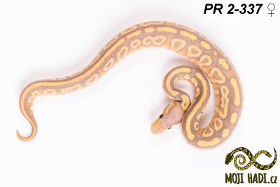 hadi na prodej, mládě, český chov hadů, odchov hadů, mojihadi.cz, Python regius, ballpython, krajta královská, banana, mojave, het Clown